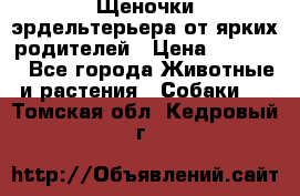 Щеночки эрдельтерьера от ярких родителей › Цена ­ 25 000 - Все города Животные и растения » Собаки   . Томская обл.,Кедровый г.